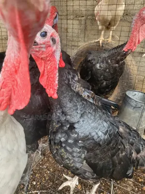 Adult Turkey