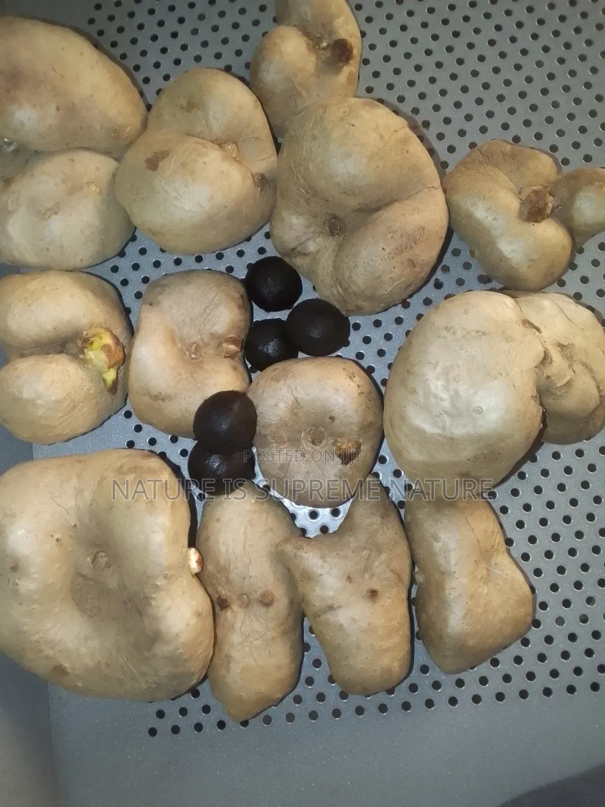 Wild Yam for Syphilis,Herpes Goiter