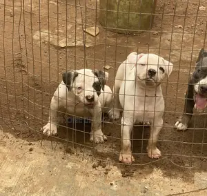 1-3 months Female Purebred American Bulldog