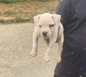 3-6 months Female Purebred Bulldog