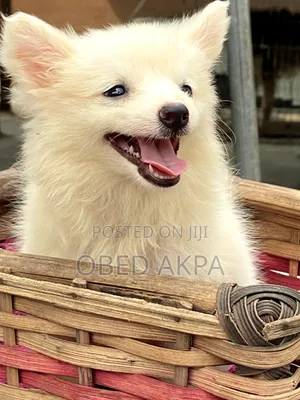 1-3 months Female Purebred American Eskimo