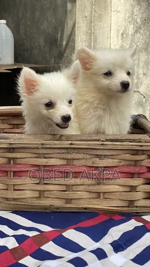 1-3 months Female Purebred American Eskimo