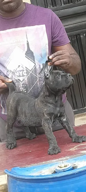 1-3 months Male Purebred Cane Corso