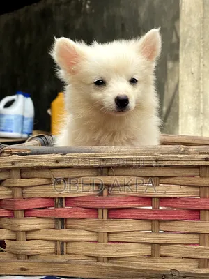1-3 months Female Purebred American Eskimo