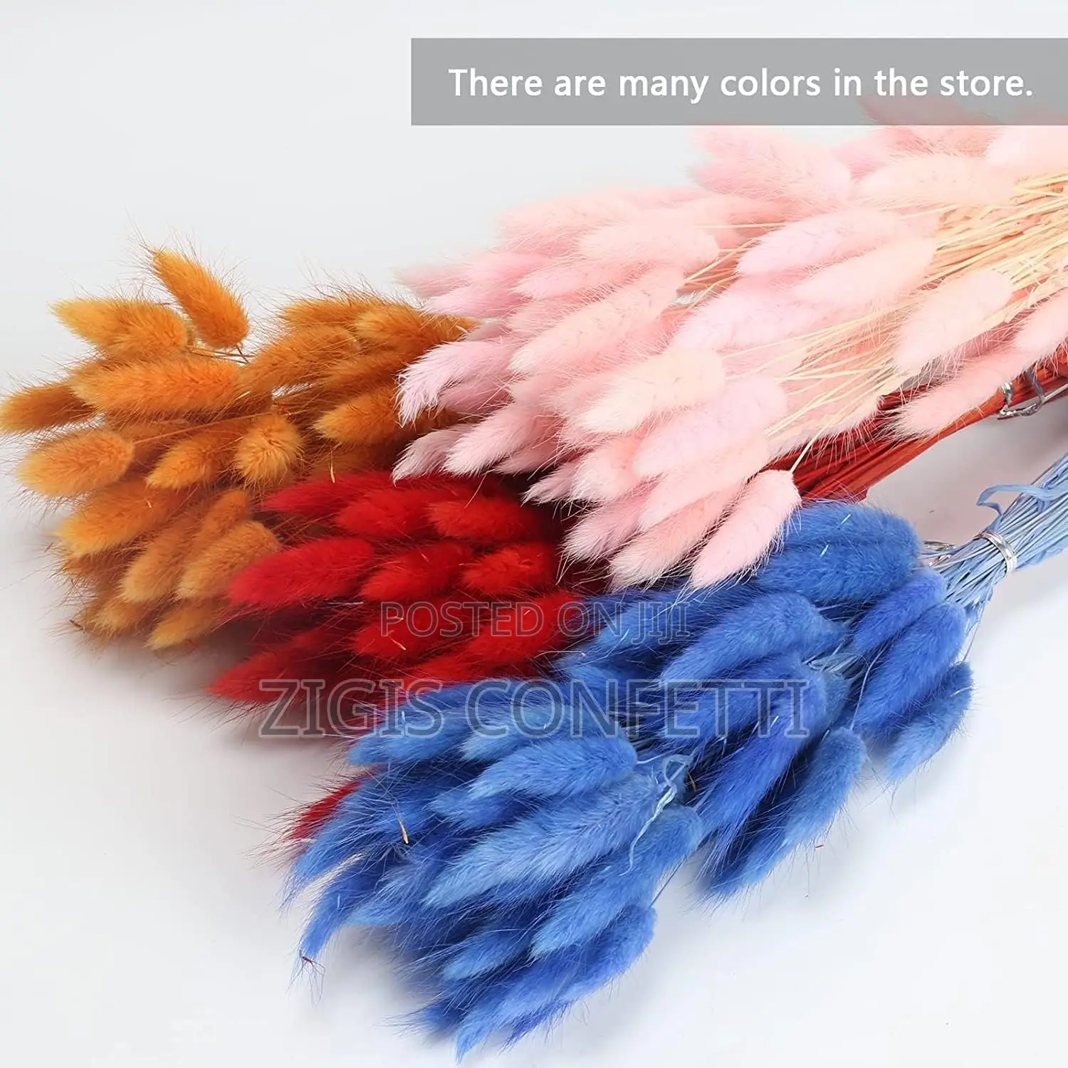 Bunny Tails Dried Flower