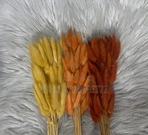 Bunny Tails Dried Flower