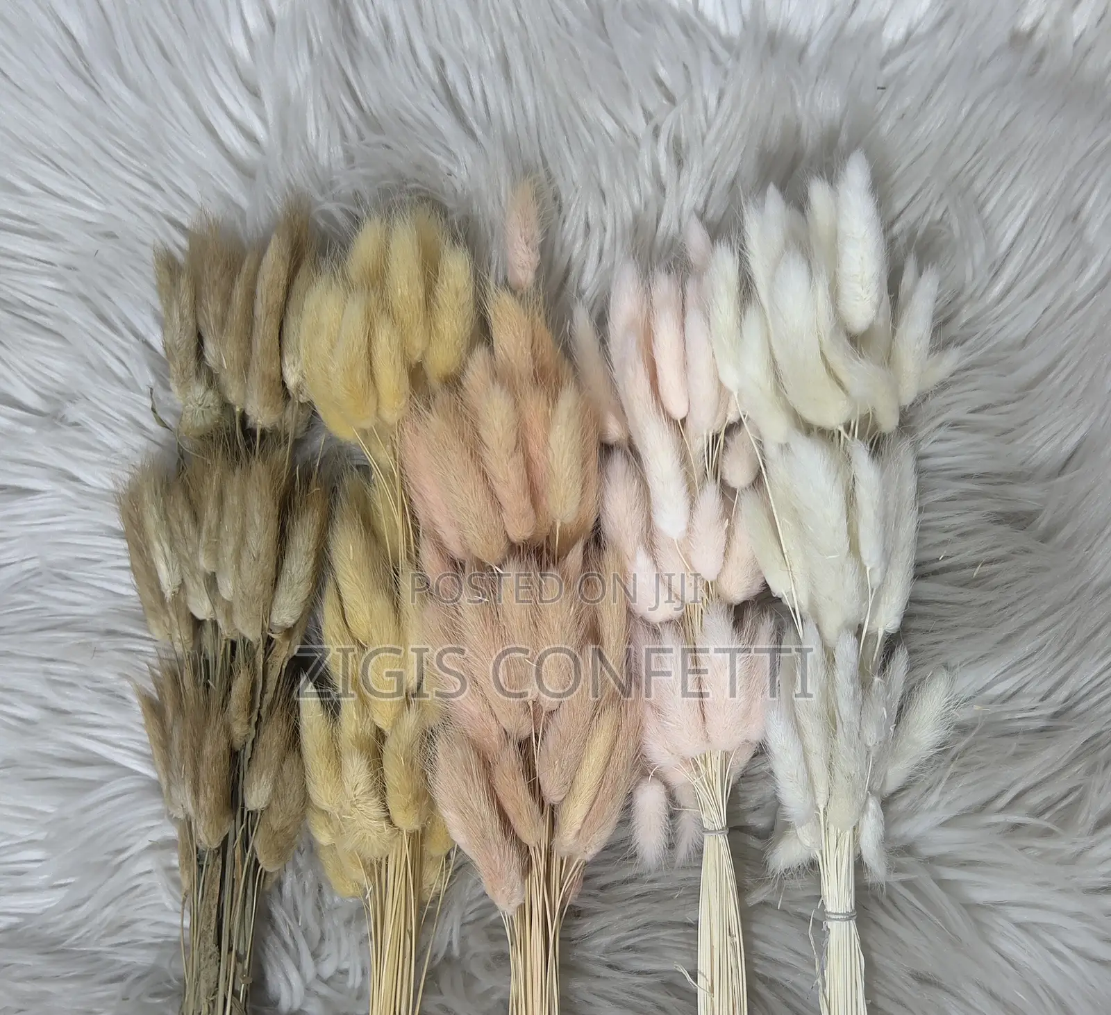 Bunny Tails Dried Flower