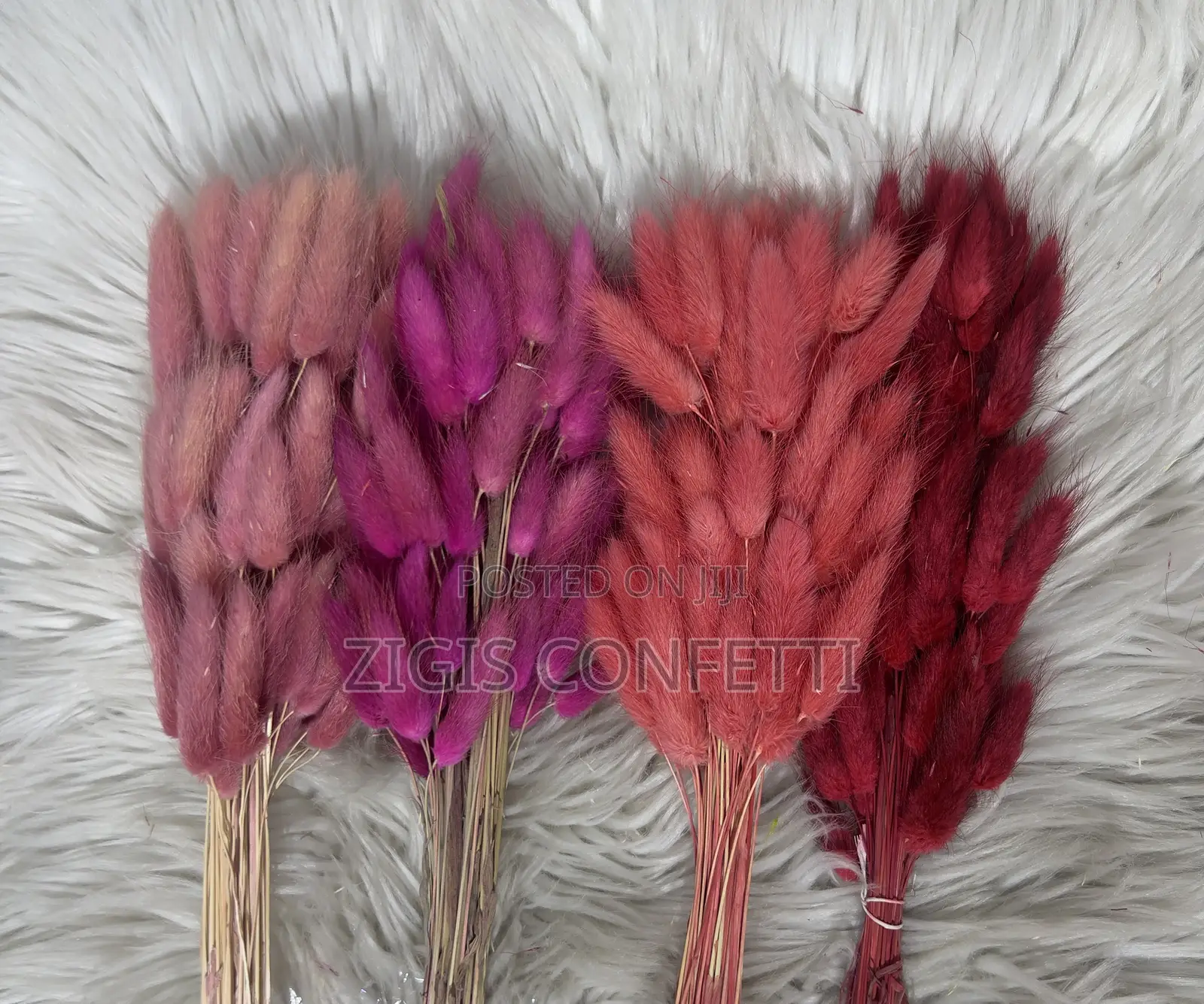 Bunny Tails Dried Flower