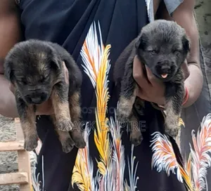 0-1 month Female Purebred German Shepherd