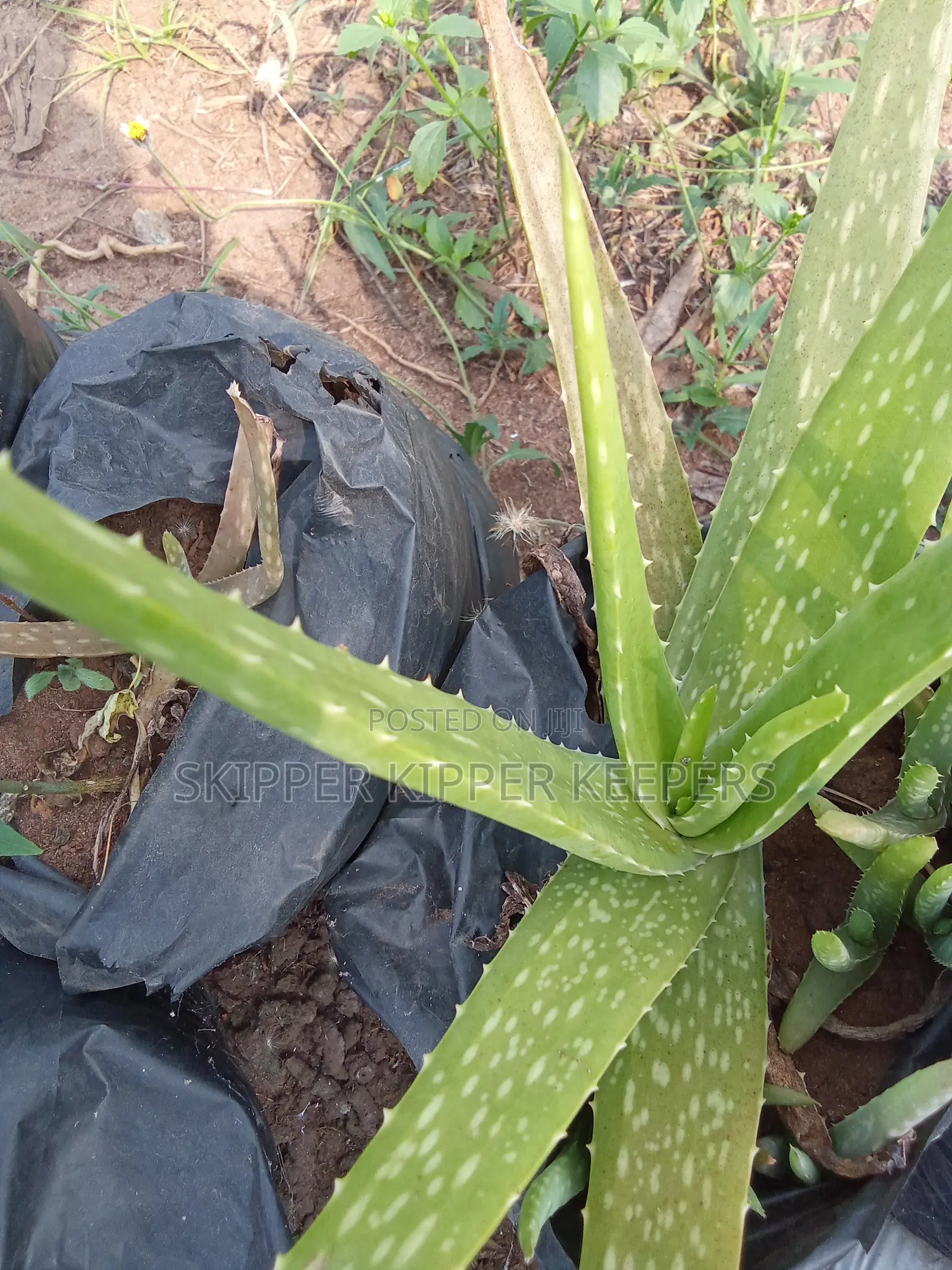 Aloe Vera Seedling