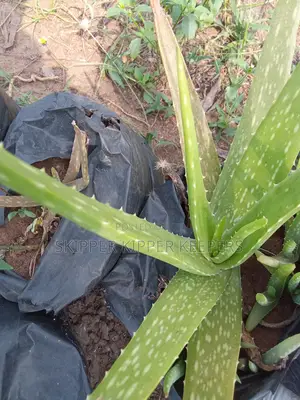 Aloe Vera Seedling
