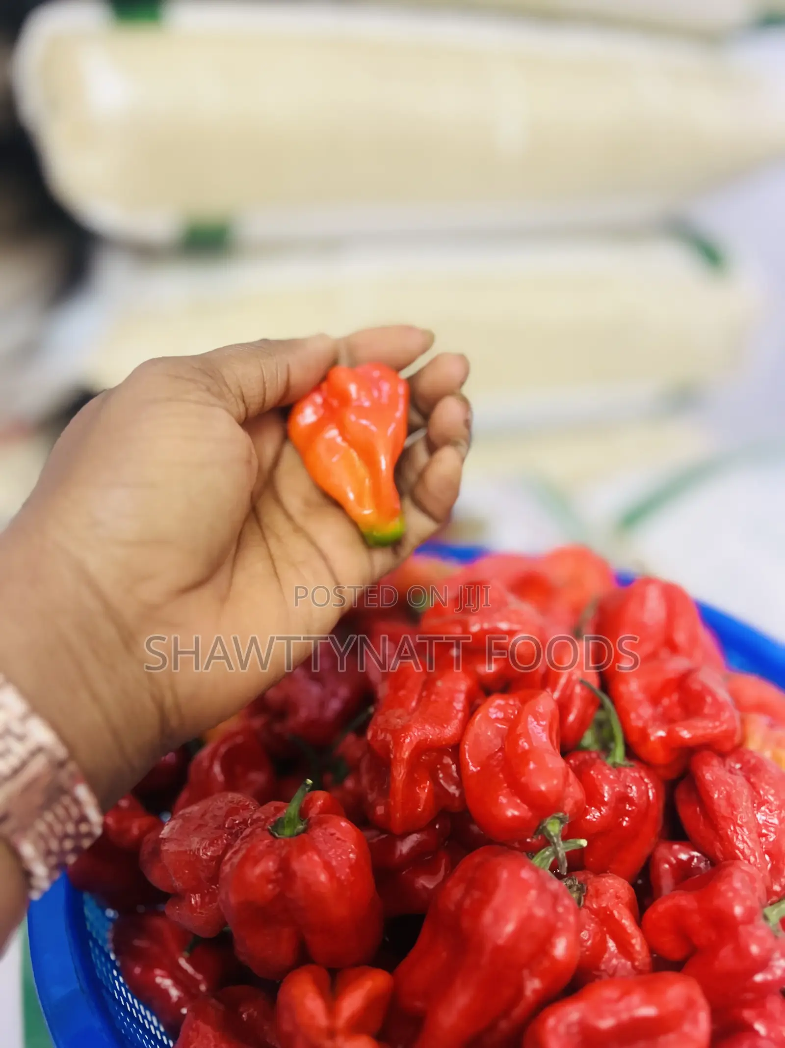 Super Habanero Pepper
