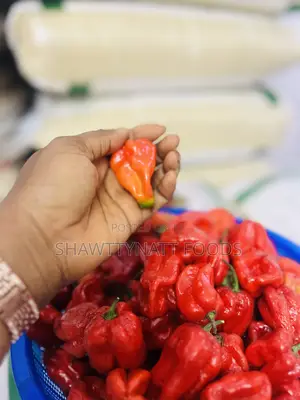 Super Habanero Pepper