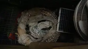 Galvanized Razor Wire / Razor Barbed Wire