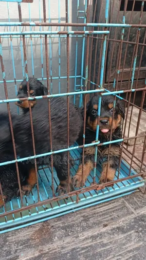 Photo - 1-3 months Male Purebred Rottweiler