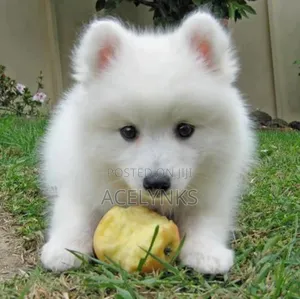 Photo - 1-3 months Female Purebred American Eskimo