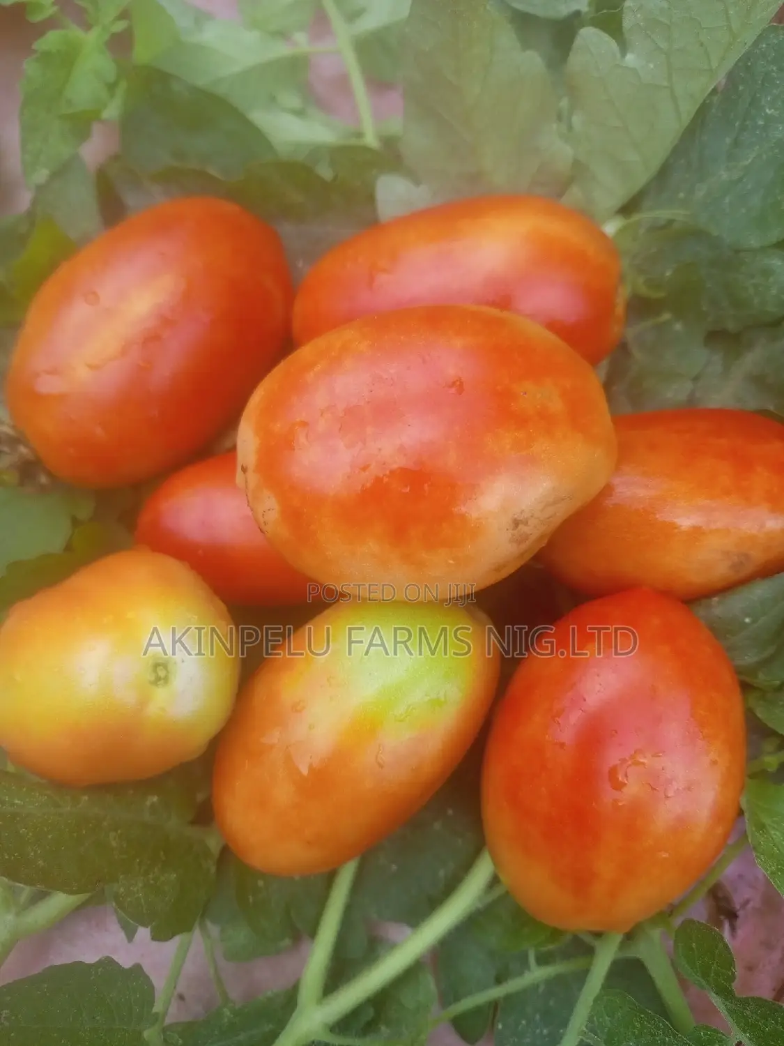 Tomato Farming-Making 300,000,/Month/Plot.