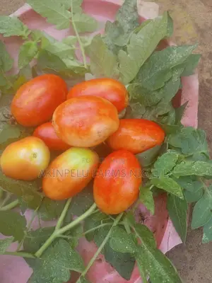 Tomato Farming-Making 300,000,/Month/Plot.