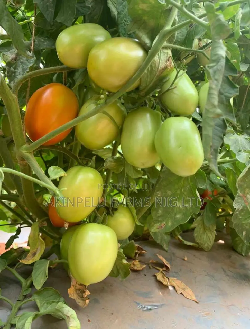 Tomato Farming-Making 300,000,/Month/Plot.