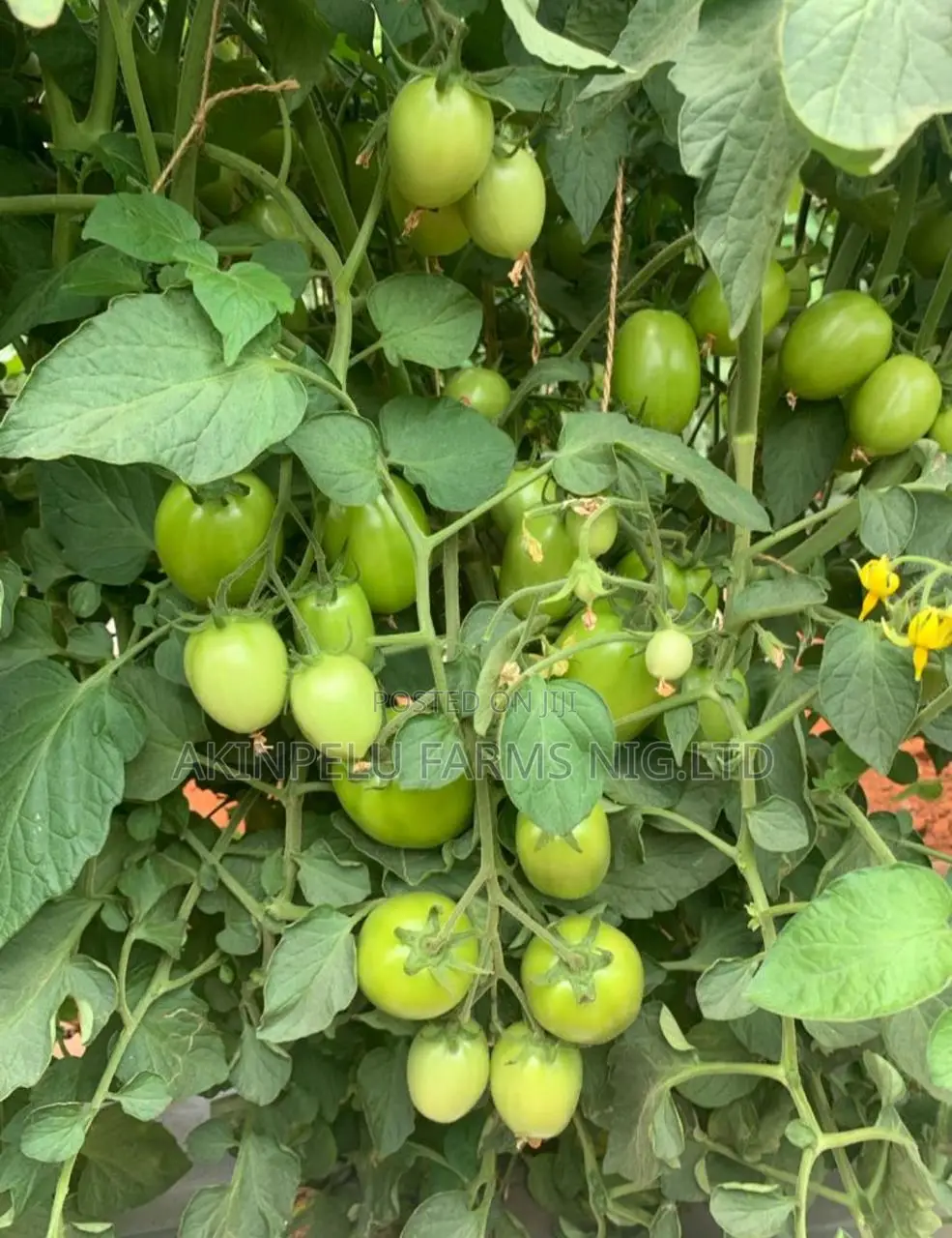 Tomato Farming-Making 300,000,/Month/Plot.