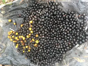 Malina Seeds