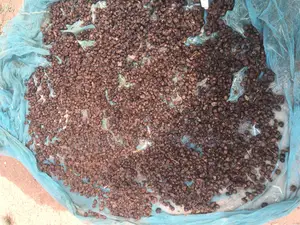 Malina Seeds