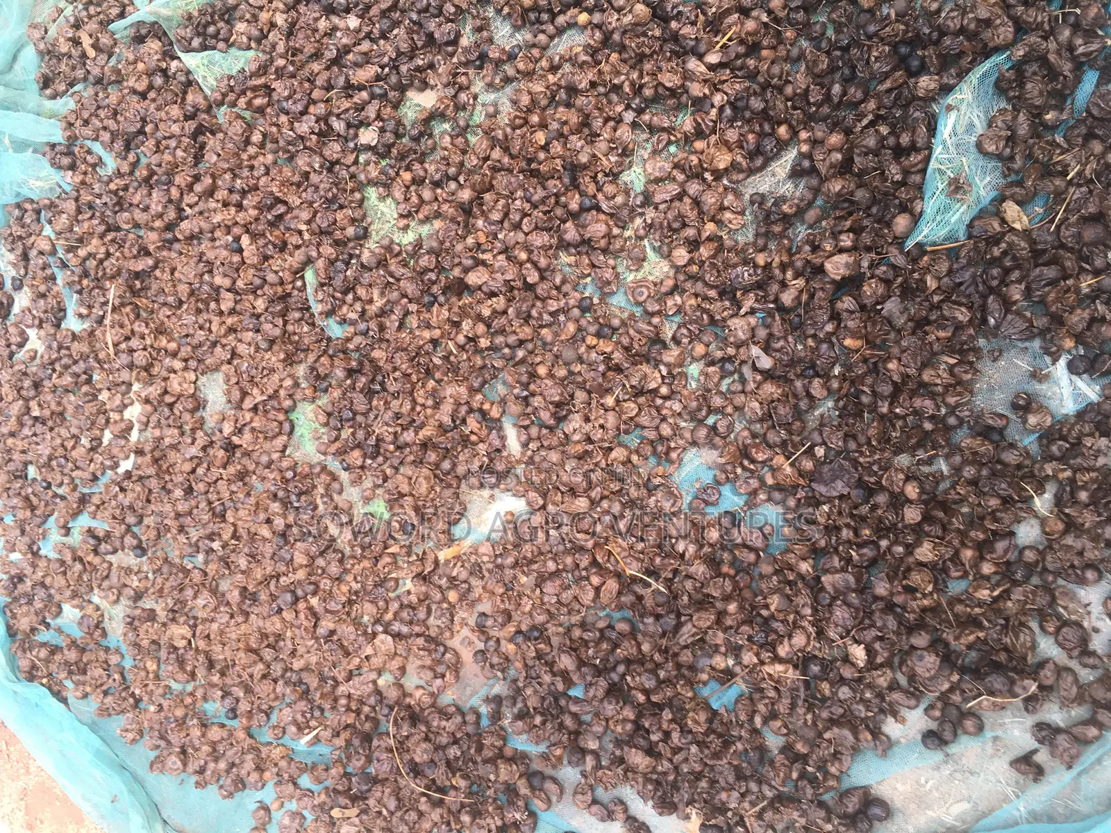 Malina Seeds
