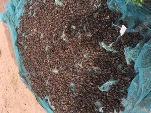 Malina Seeds