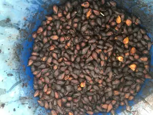 Malina Seeds
