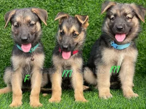 1-3 months Female Purebred German Shepherd