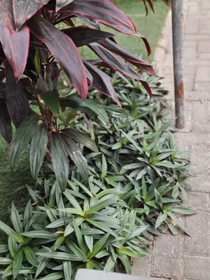 Plants/Flowers