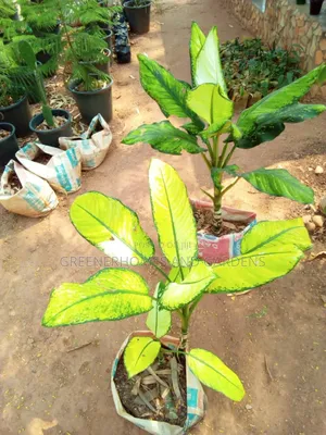 Plants/Flowers