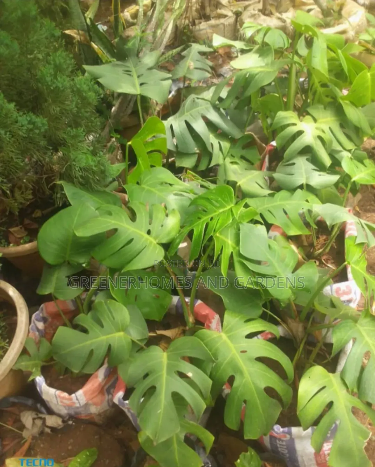Plants/Flowers