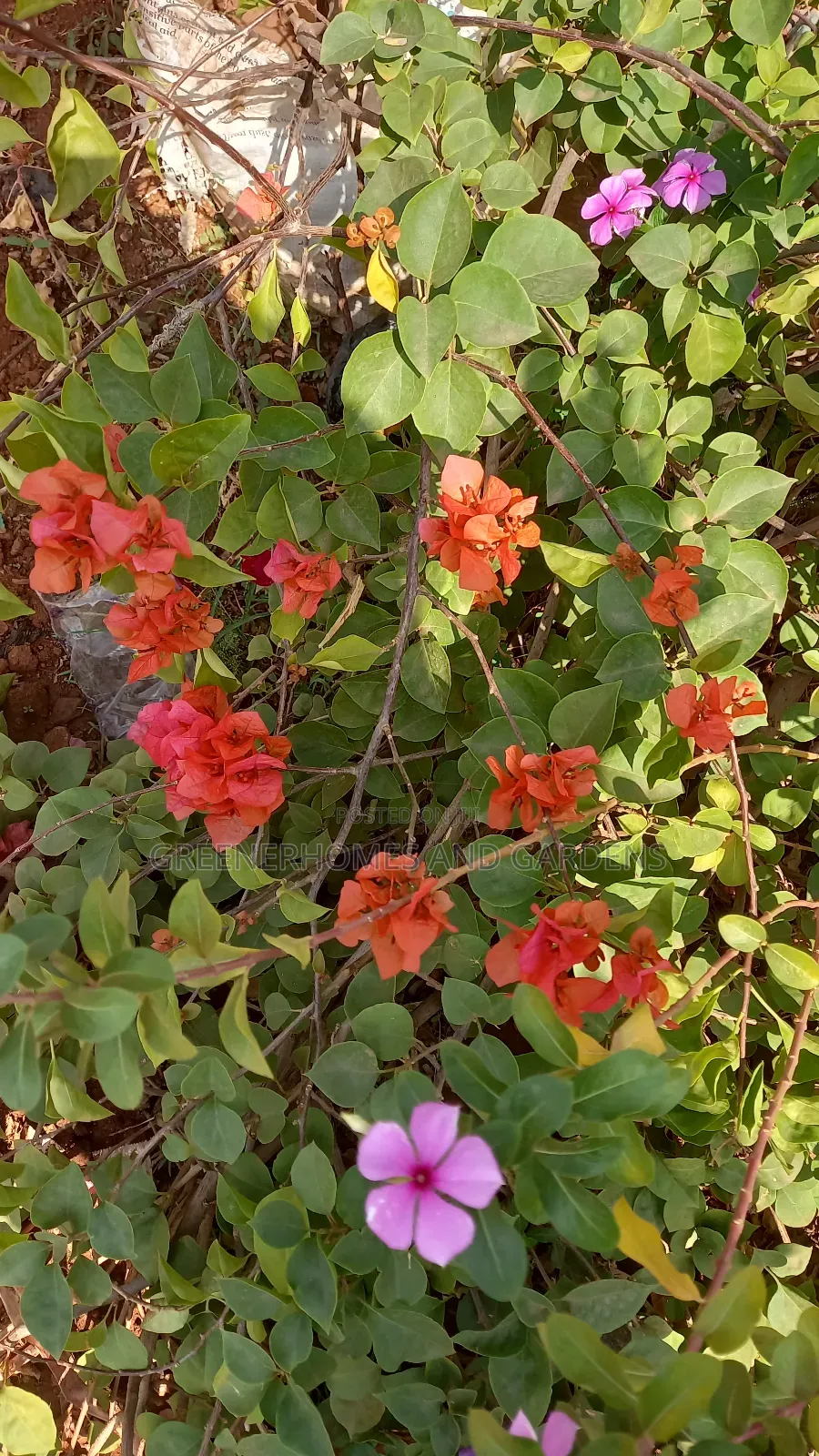 Plants/Flowers