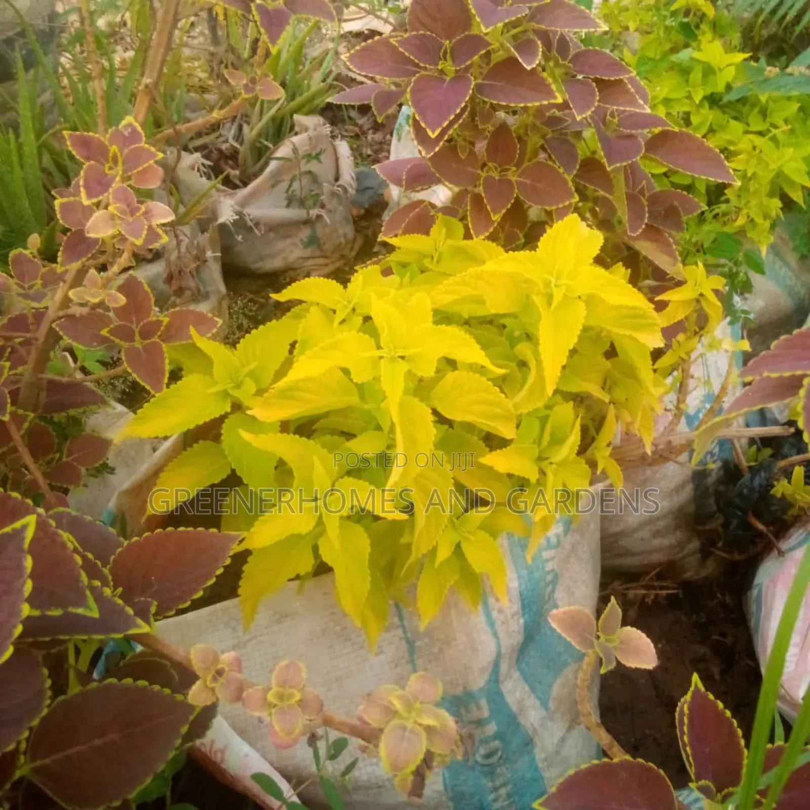 Plants/Flowers