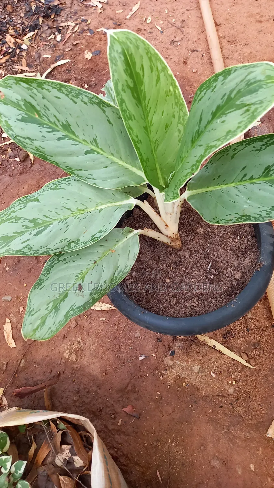 Plants/Flowers