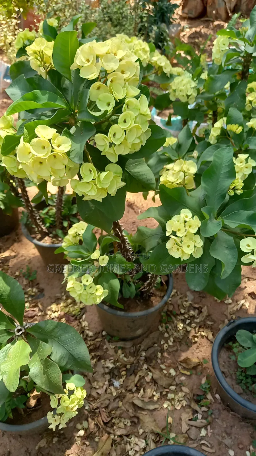 Plants/Flowers