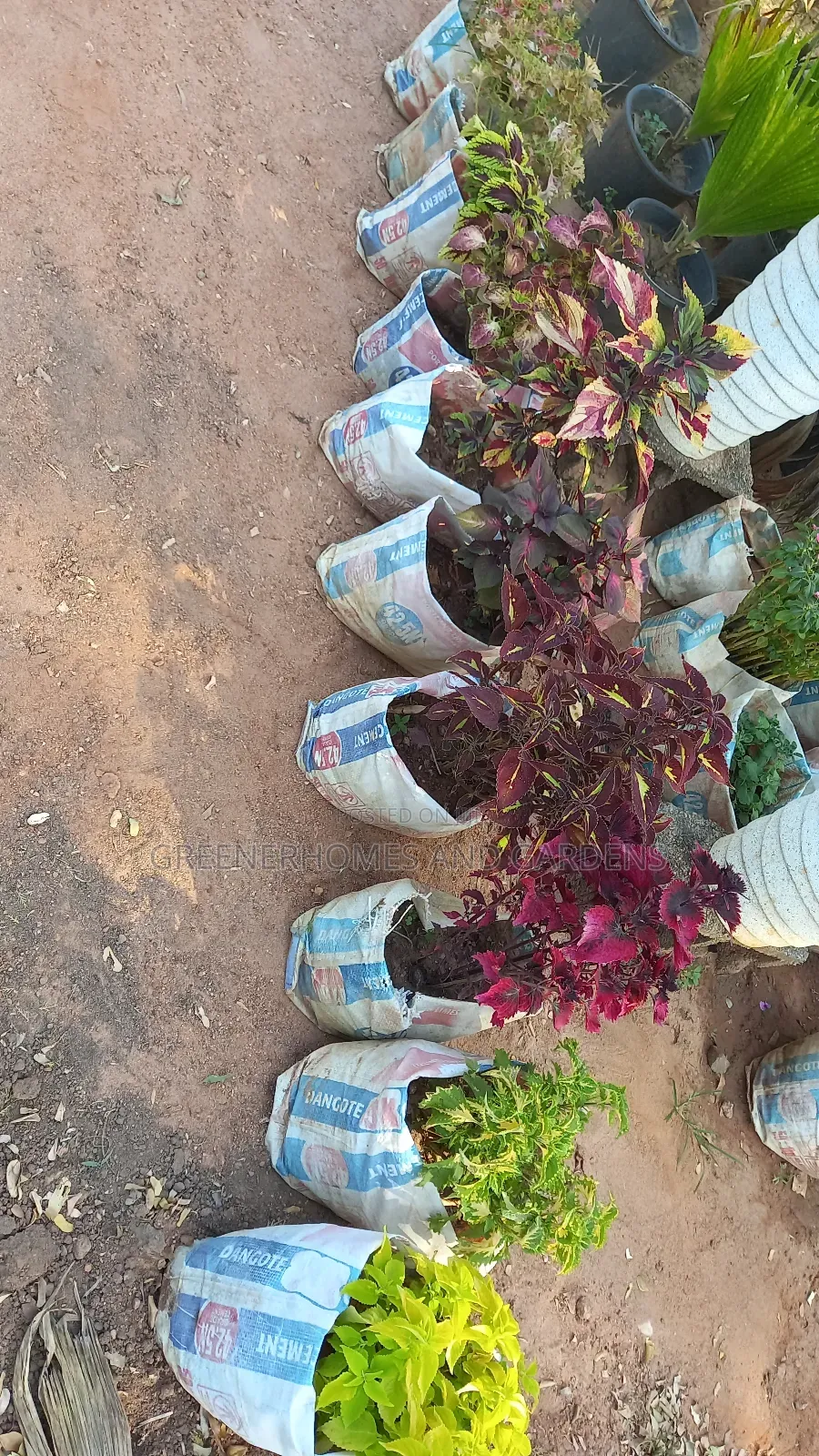 Plants/Flowers