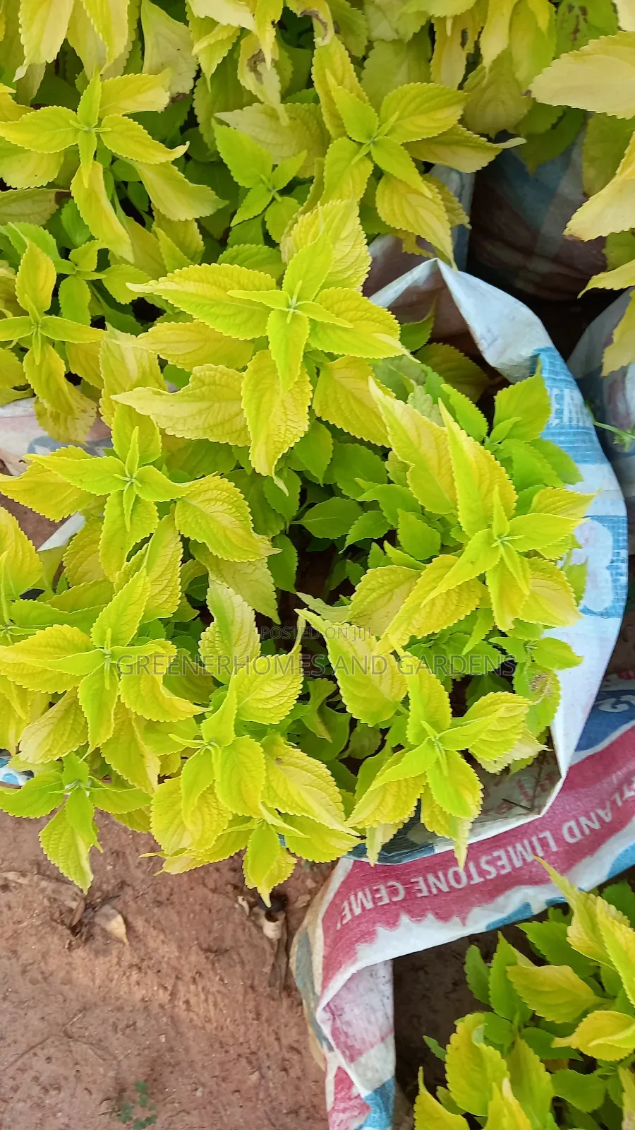 Plants/Flowers