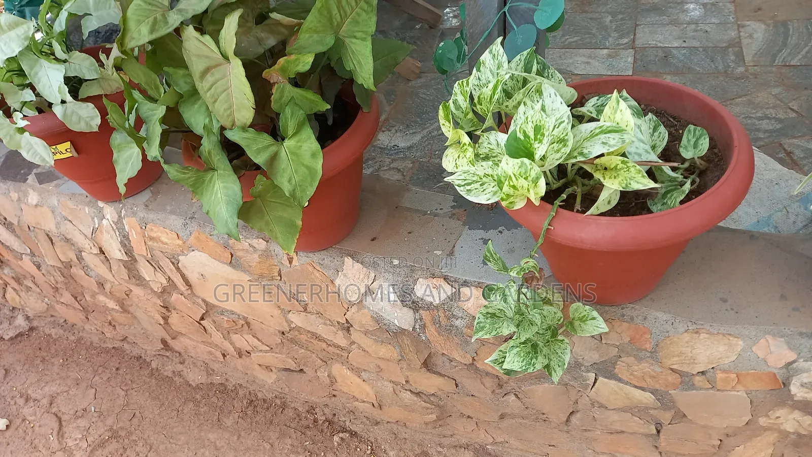Plants/Flowers