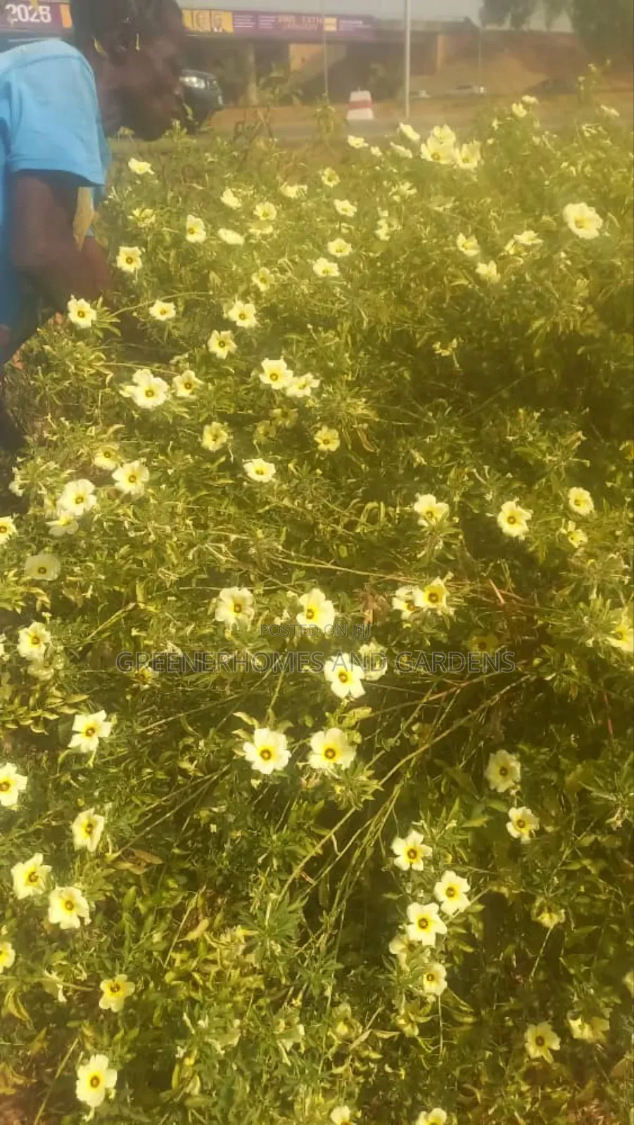 Plants/Flowers