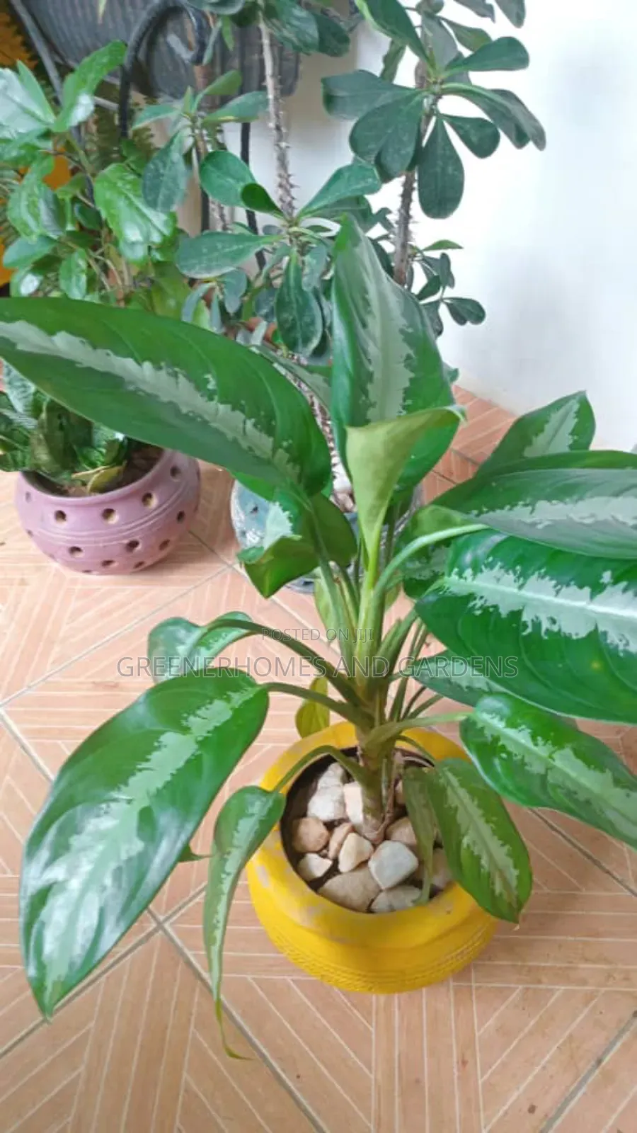 Plants/Flowers