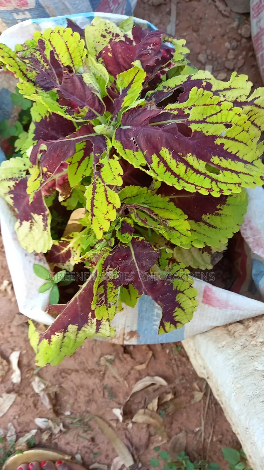 Plants/Flowers