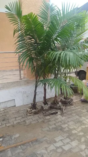 Palms/Royal Palms