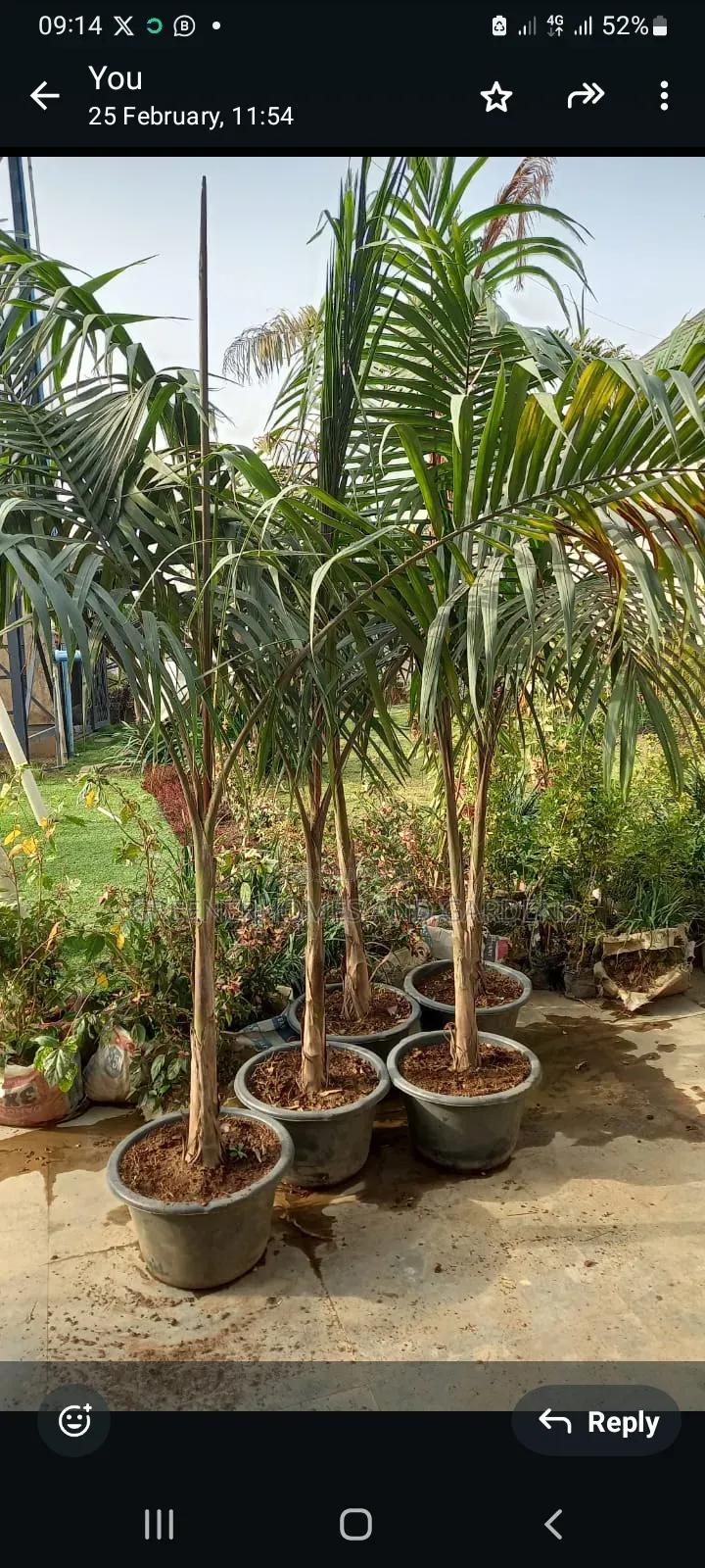 Palms/Royal Palms