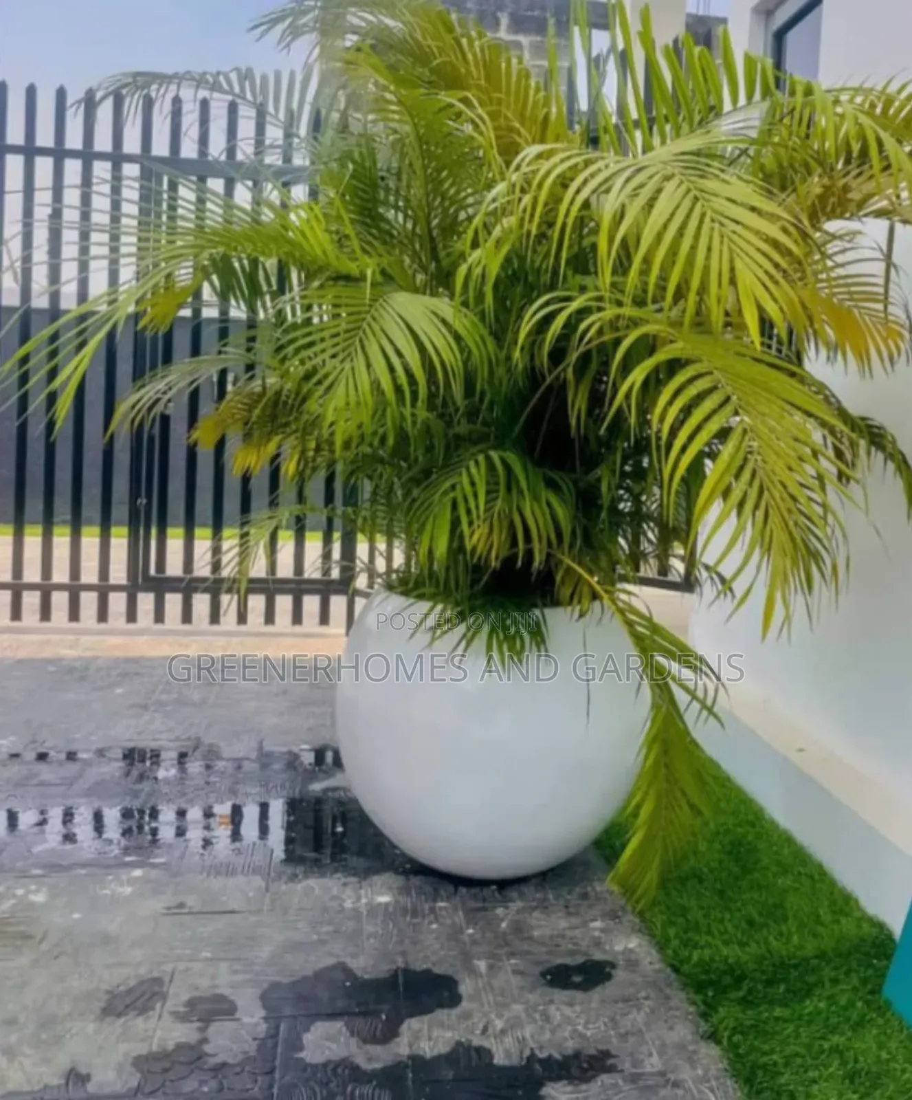 Palms/Royal Palms
