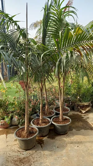 Palms/Royal Palms