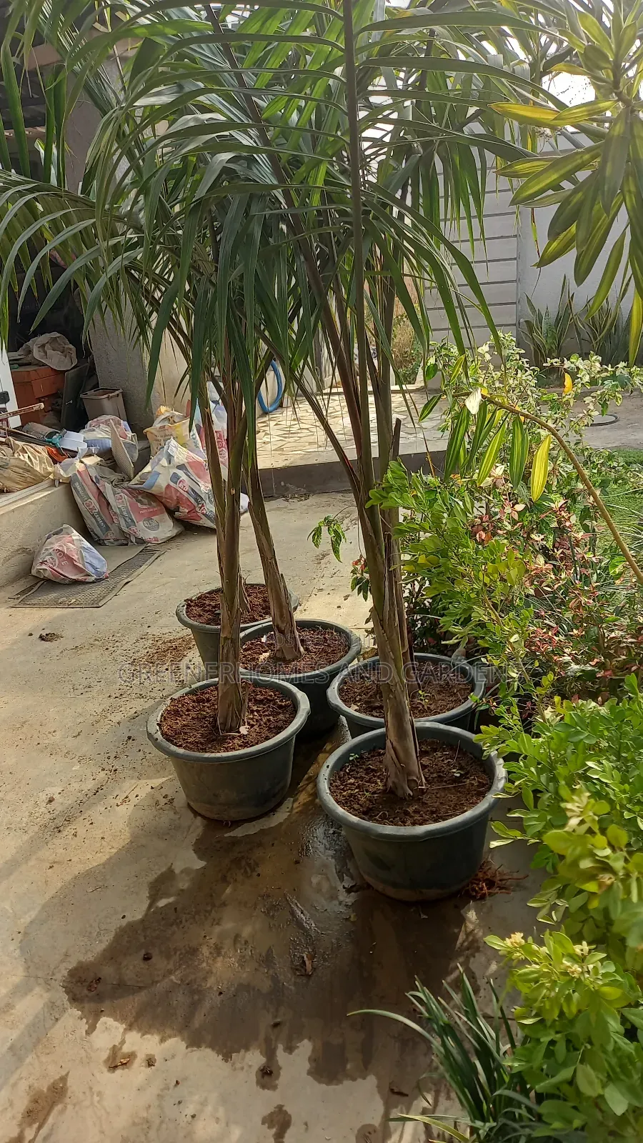 Palms/Royal Palms