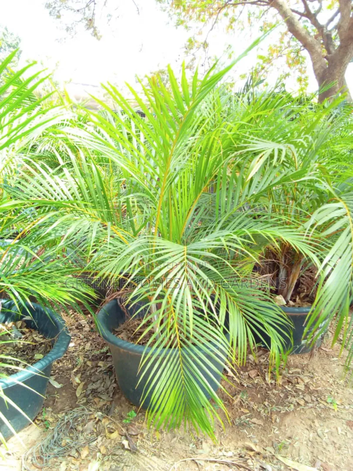 Palms/Royal Palms