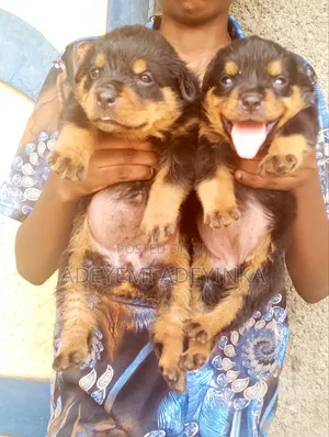 Photo - 1-3 months Female Purebred Rottweiler